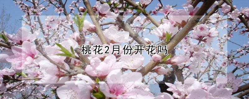 桃花2月份开花吗