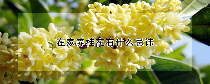 在家养桂花有什么忌讳