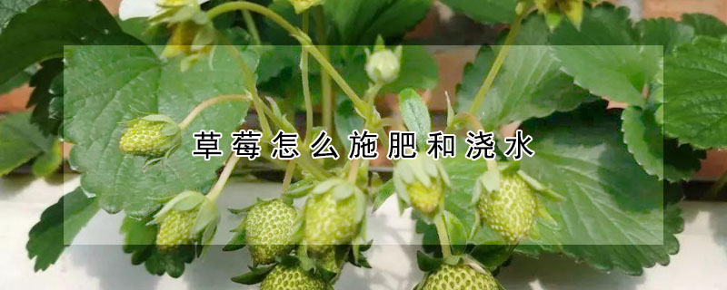 草莓怎么施肥和浇水