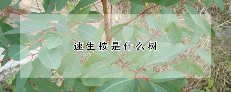 速生桉是什么树