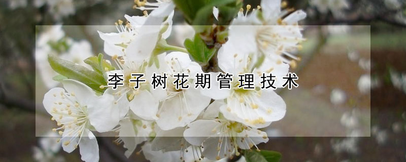 李子树花期管理技术