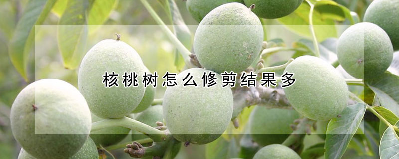 核桃树怎么修剪结果多