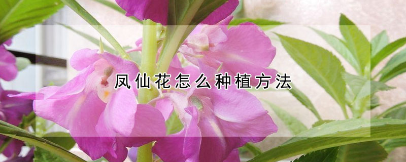 凤仙花怎么种植方法