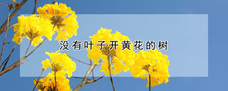 没有叶子开黄花的树