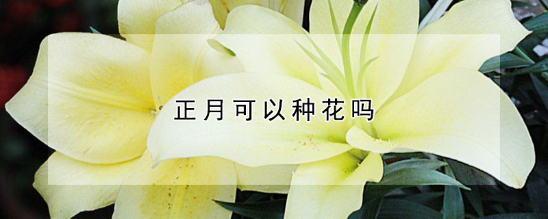 正月可以种花吗 发财农业网