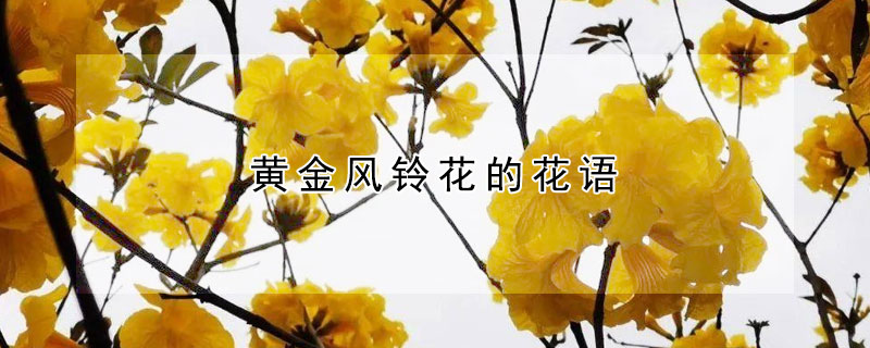 黄金风铃花的花语