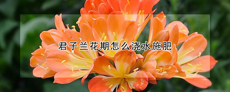 君子兰花期怎么浇水施肥