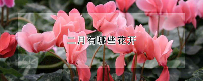 二月有哪些花开