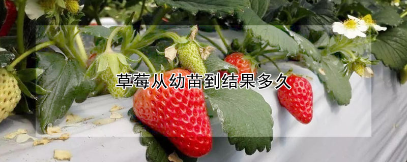 草莓从幼苗到结果多久