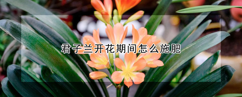 君子兰开花期间怎么施肥