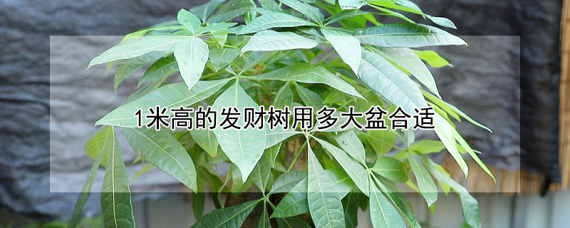 1米高的发财树用多大盆合适