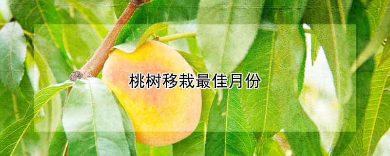 桃树移栽最佳月份