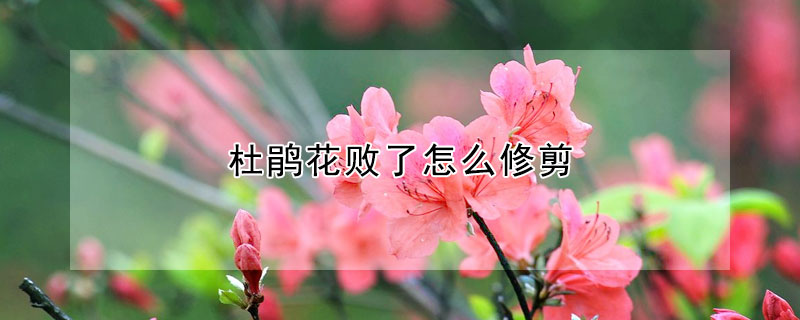 杜鹃花败了怎么修剪