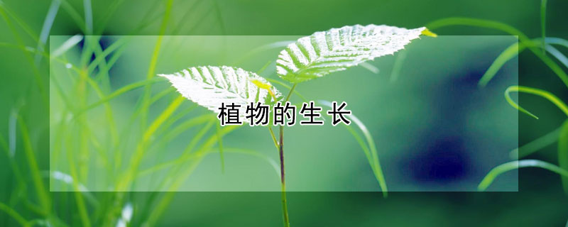 植物的生长