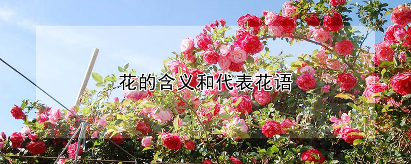 花的含义和代表花语