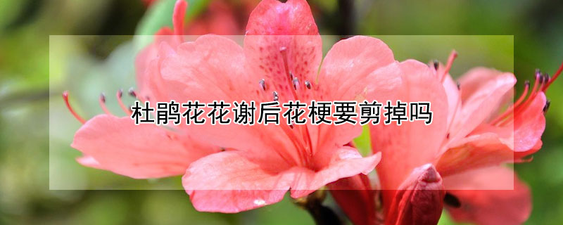 杜鹃花花谢后花梗要剪掉吗