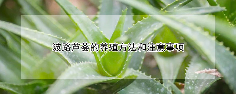 波路芦荟的养殖方法和注意事项