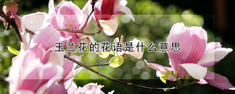 玉兰花的花语是什么意思