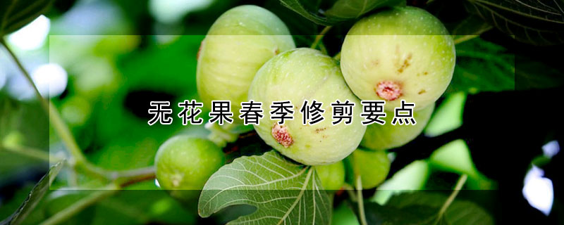 无花果春季修剪要点