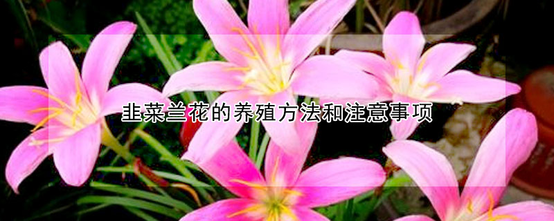 韭菜兰花的养殖方法和注意事项