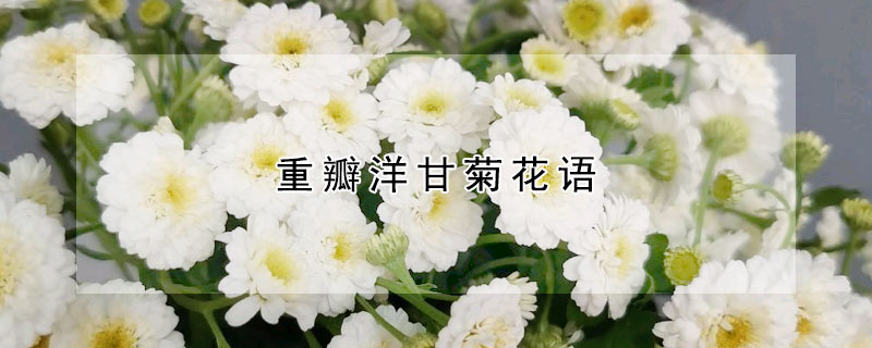 重瓣洋甘菊花语