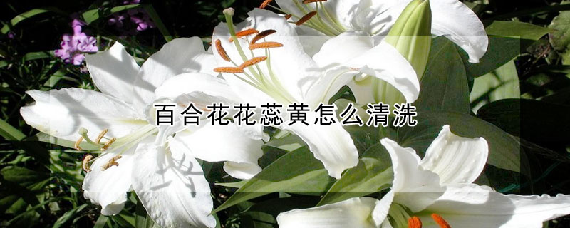 百合花花蕊黄怎么清洗