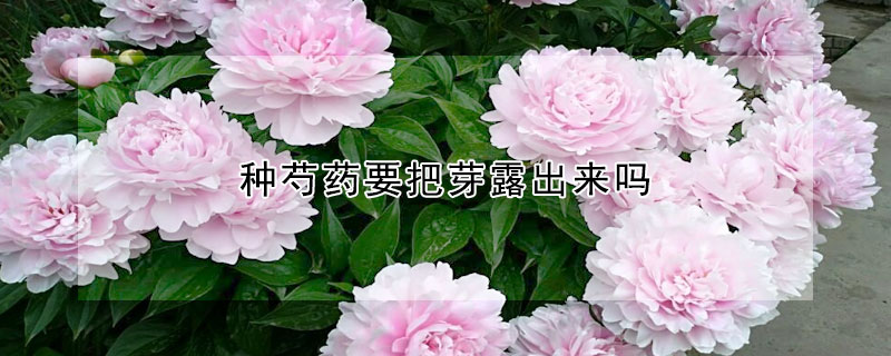 种芍药要把芽露出来吗