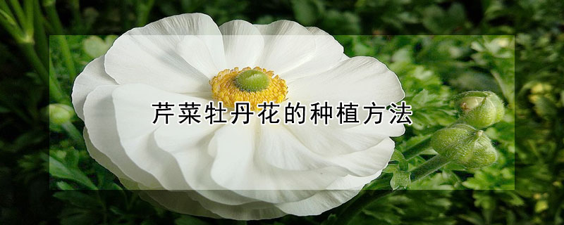 芹菜牡丹花的种植方法