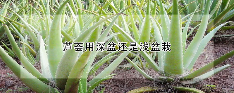 芦荟用深盆还是浅盆栽