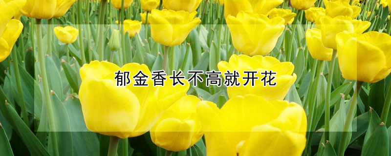 郁金香长不高就开花