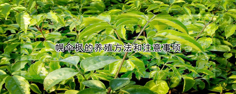 幌伞枫的养殖方法和注意事项