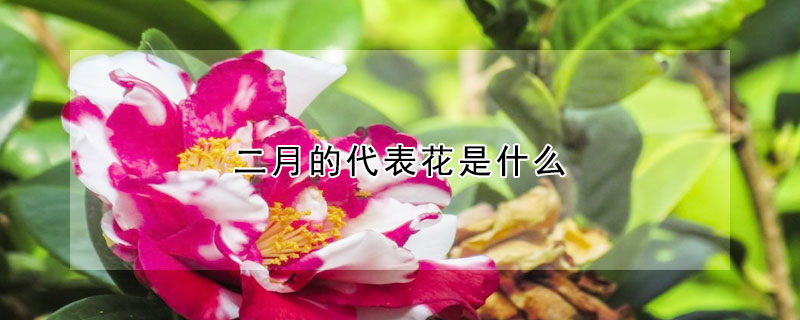 二月的代表花是什么 发财农业网