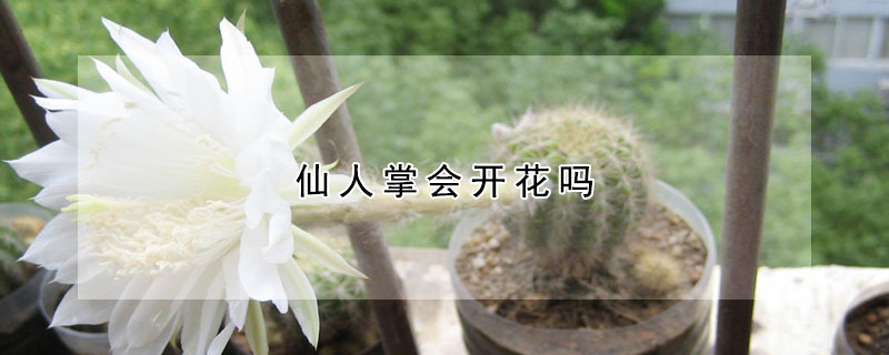 仙人掌会开花吗