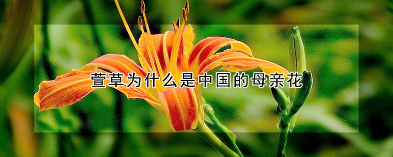 萱草为什么是中国的母亲花