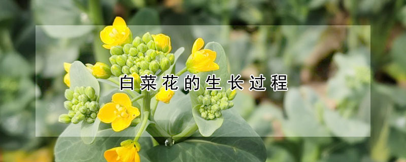 白菜花的生长过程