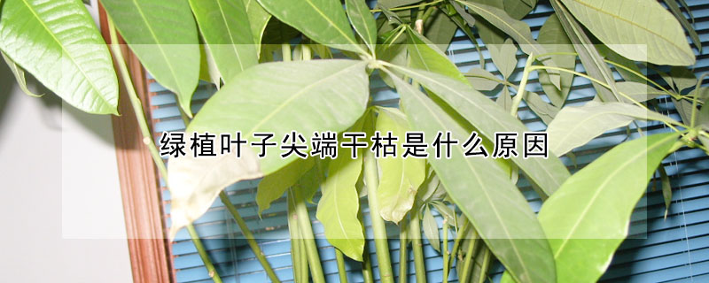 绿植叶子尖端干枯是什么原因