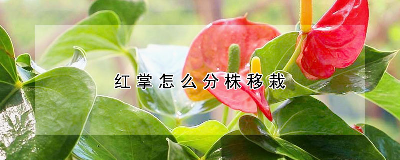 红掌怎么分株移栽