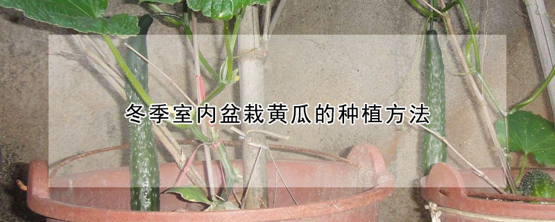 冬季室内盆栽黄瓜的种植方法
