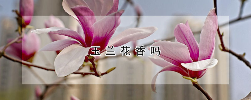 玉兰花香吗