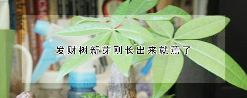 发财树新芽刚长出来就蔫了