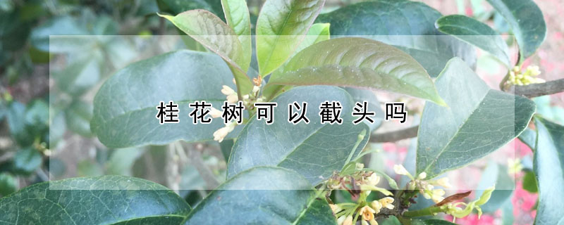 桂花树可以截头吗