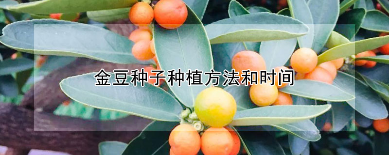 金豆种子种植方法和时间