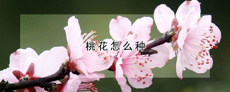 桃花怎么种