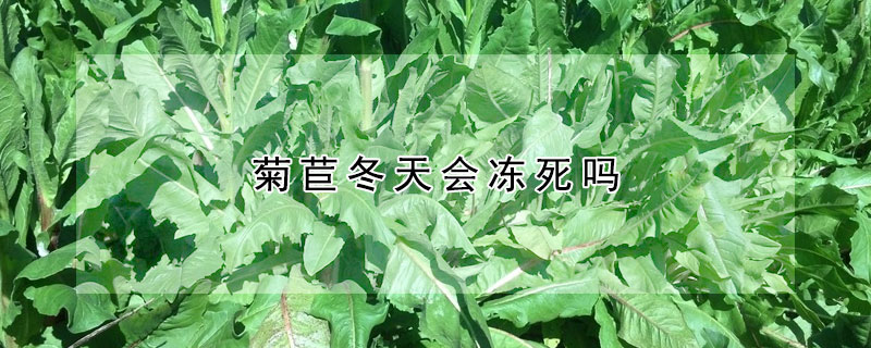 菊苣冬天会冻死吗