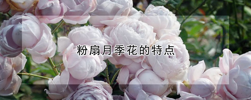 粉扇月季花的特点