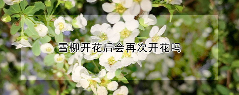 雪柳开花后会再次开花吗