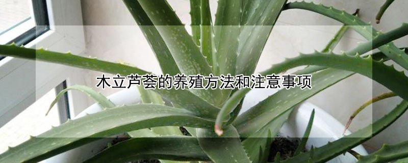 木立芦荟的养殖方法和注意事项