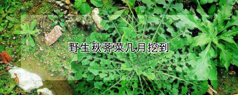 野生秋荠菜几月挖到