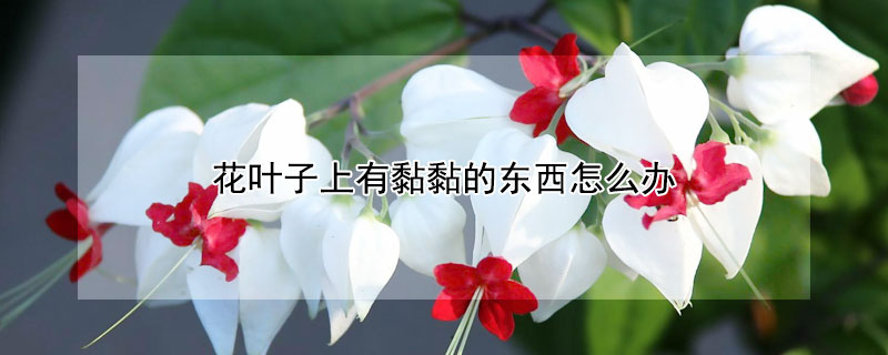 花叶子上有黏黏的东西怎么办