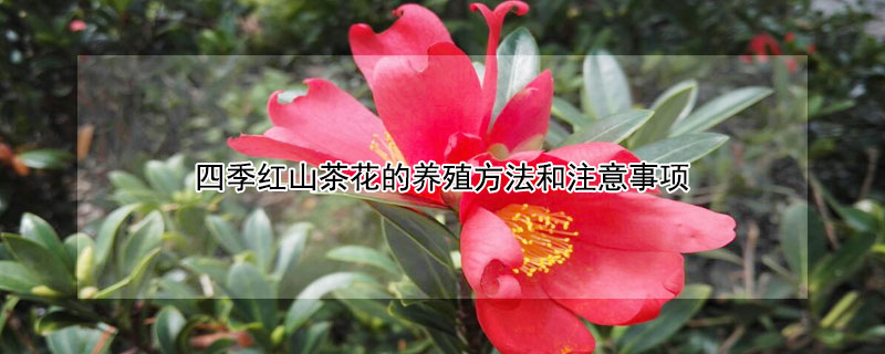 四季红山茶花的养殖方法和注意事项